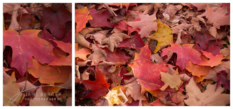 fall leaves_0003