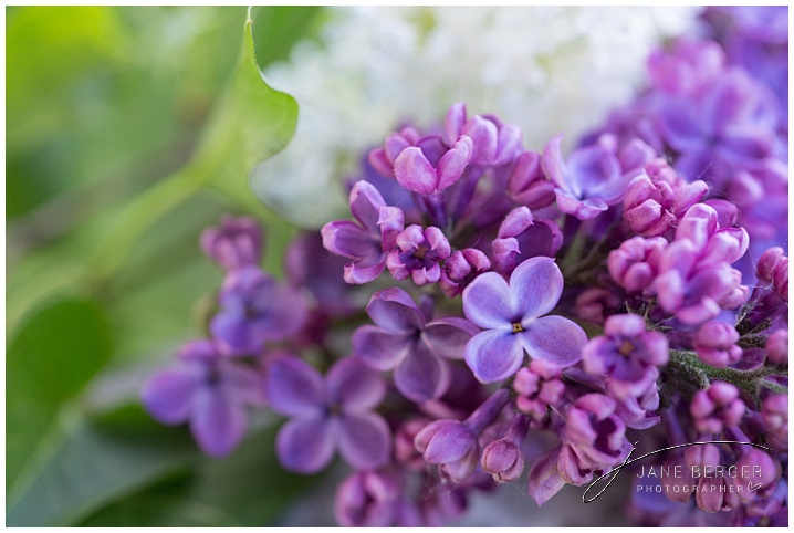 Aaaaahhhh … that sweet sweet smell of lilacs — maine photographer
