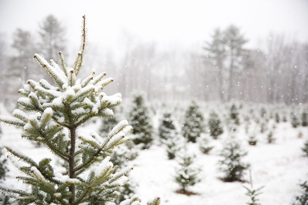 51/52 christmas-tree-farm-snow-maine