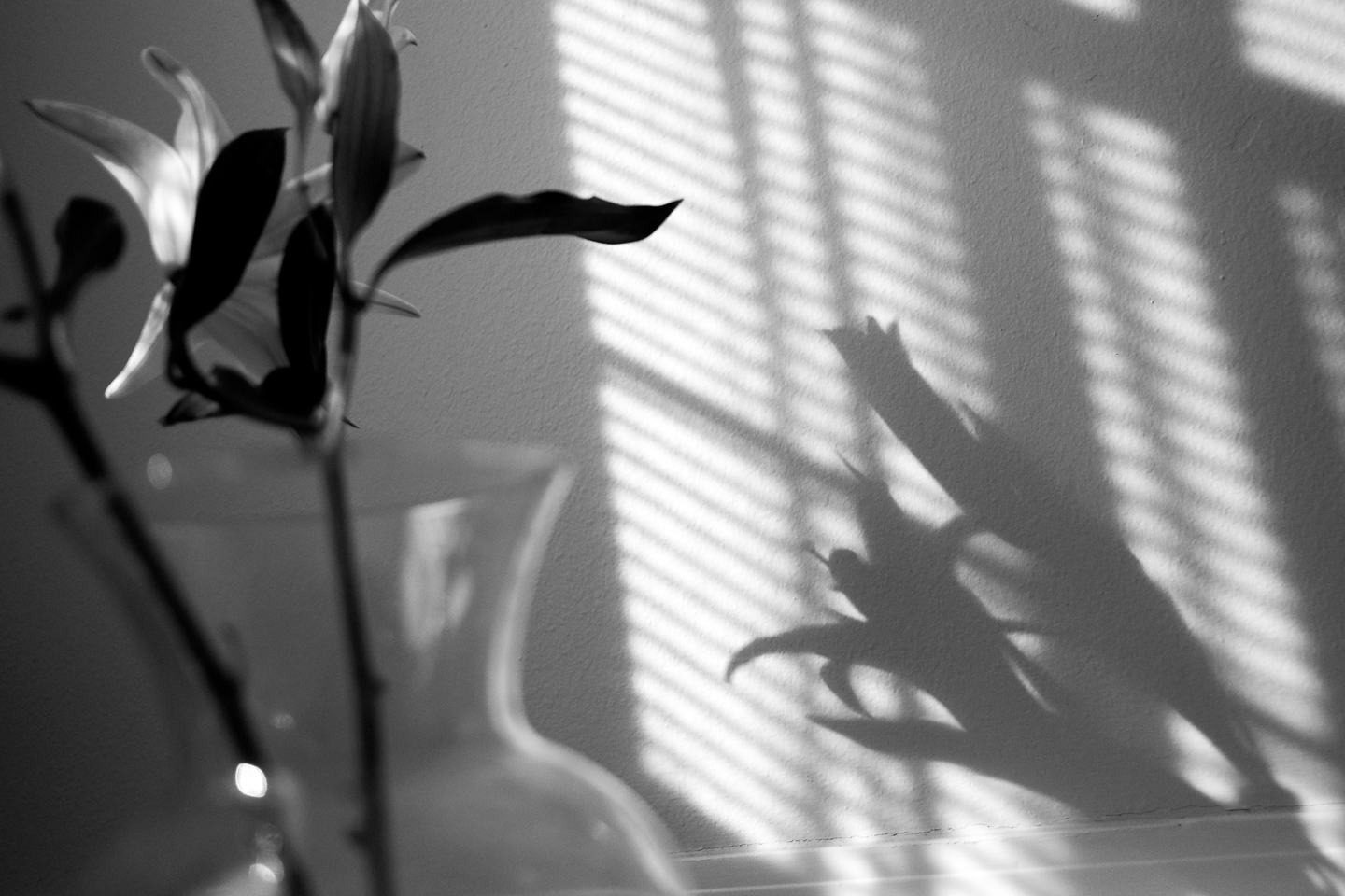 lily shadow