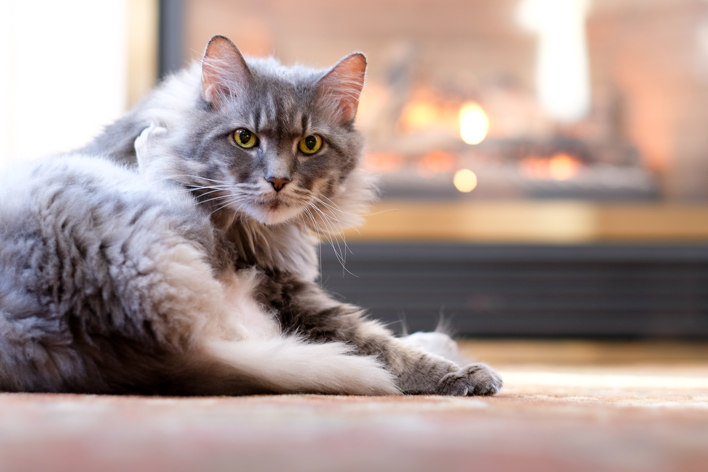 kitty, fireplace, 365