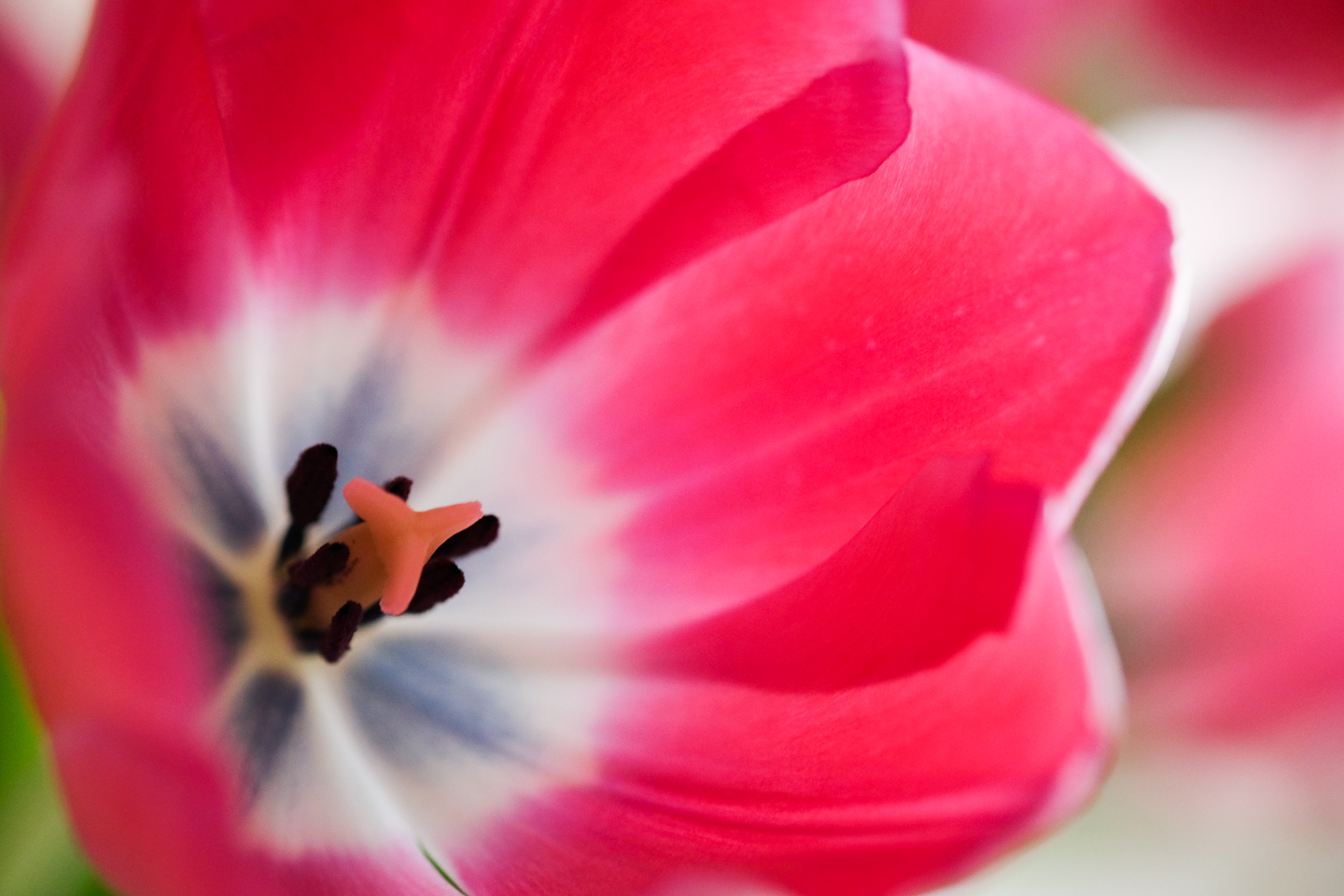 tulip, close up, macro, flower photographer