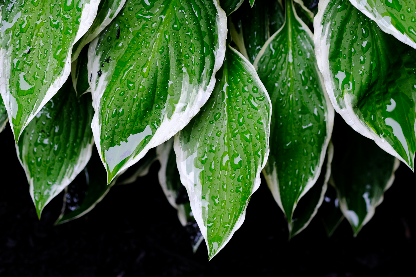 hosta leaves